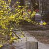Forsythia x intermedia, habit