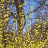 Forsythia x intermedia, habit