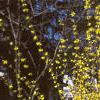 Forsythia x intermedia, habit