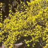 Forsythia x intermedia, habit