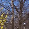 Forsythia x intermedia, habit