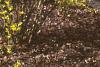 Forsythia x intermedia, habit