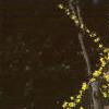 Forsythia x intermedia, habit