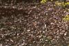 Forsythia x intermedia, habit