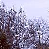 Forsythia x intermedia, habit