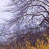 Forsythia x intermedia, habit