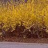 Forsythia x intermedia, habit