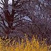 Forsythia x intermedia, habit
