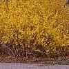 Forsythia x intermedia, habit