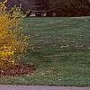 Forsythia x intermedia, habit