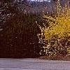 Forsythia x intermedia, habit