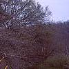 Forsythia x intermedia, habit