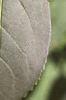 Forsythia x intermedia, leaves