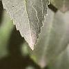 Forsythia x intermedia, leaves