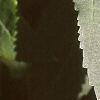 Forsythia x intermedia, leaves