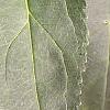 Forsythia x intermedia, leaves