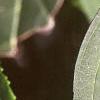 Forsythia x intermedia, leaves