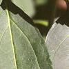 Forsythia x intermedia, leaves