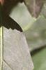 Forsythia x intermedia, leaves