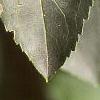 Forsythia x intermedia, leaves