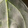 Forsythia x intermedia, leaves