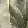 Forsythia x intermedia, leaves