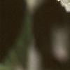 Forsythia x intermedia, leaves