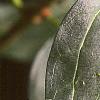 Forsythia x intermedia, leaves