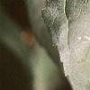 Forsythia x intermedia, leaves
