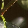 Forsythia x intermedia, leaves