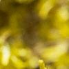 Forsythia x intermedia, flowers
