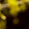 Forsythia x intermedia, flowers