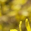 Forsythia x intermedia, flowers