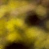 Forsythia x intermedia, flowers