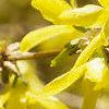 Forsythia x intermedia, flowers