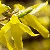 Forsythia x intermedia, flowers