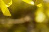 Forsythia x intermedia, flowers