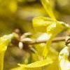 Forsythia x intermedia, flowers