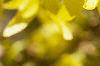 Forsythia x intermedia, flowers
