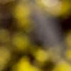 Forsythia x intermedia, flowers