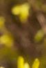 Forsythia x intermedia, flowers