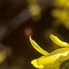 Forsythia x intermedia, flowers