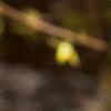 Forsythia x intermedia, flowers