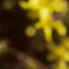 Forsythia x intermedia, flowers