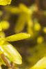 Forsythia x intermedia, flowers