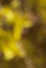 Forsythia x intermedia, flowers