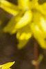 Forsythia x intermedia, flowers