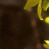 Forsythia x intermedia, flowers