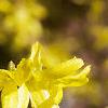 Forsythia x intermedia, flowers