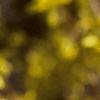 Forsythia x intermedia, flowers
